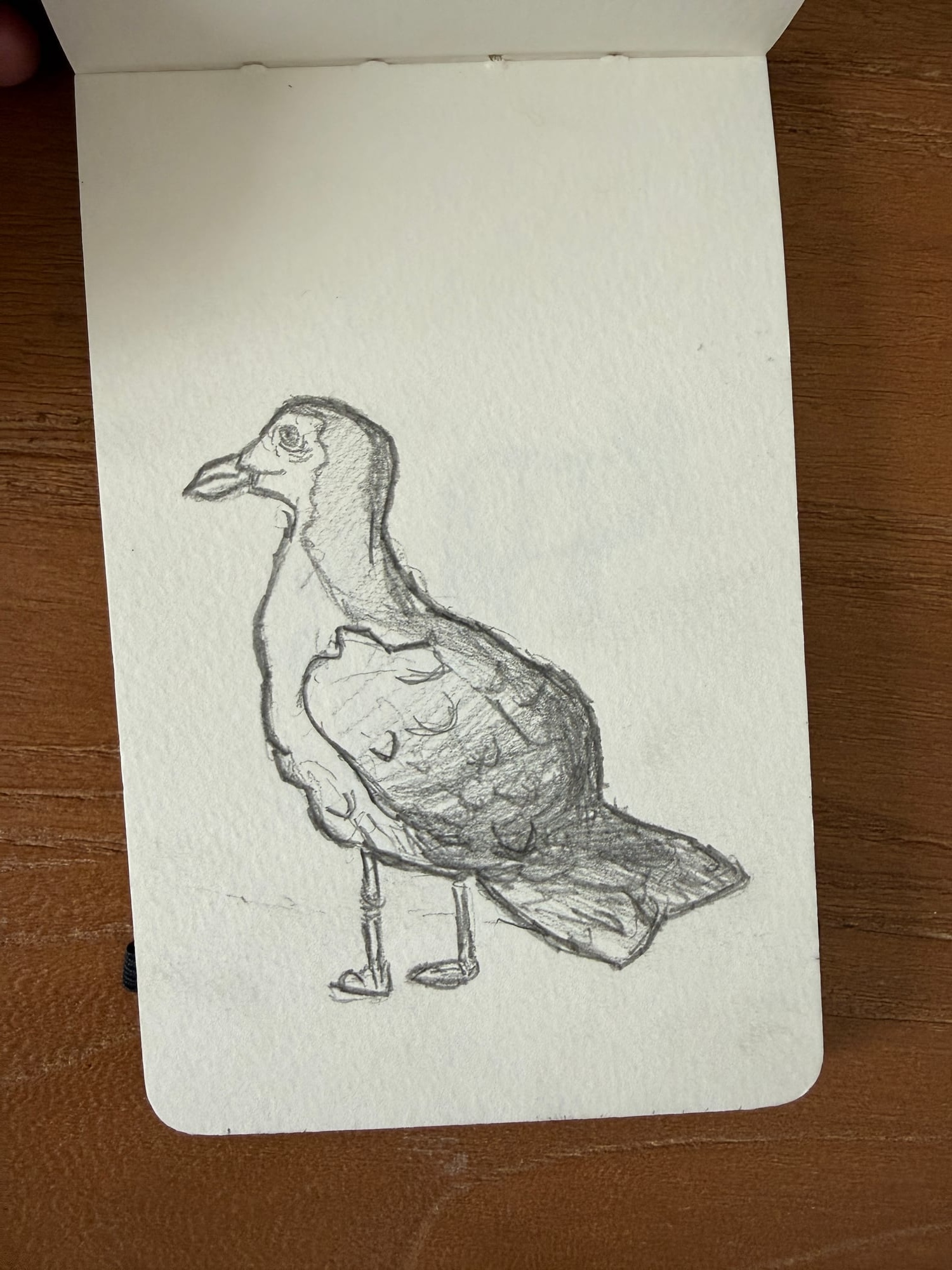 Pencil animals — sheet 1