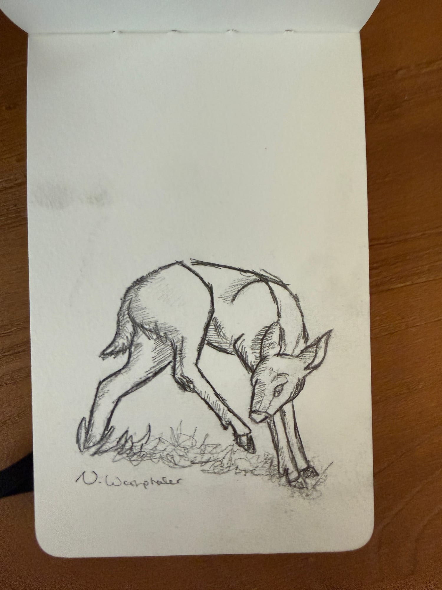 Pencil animals — sheet 27