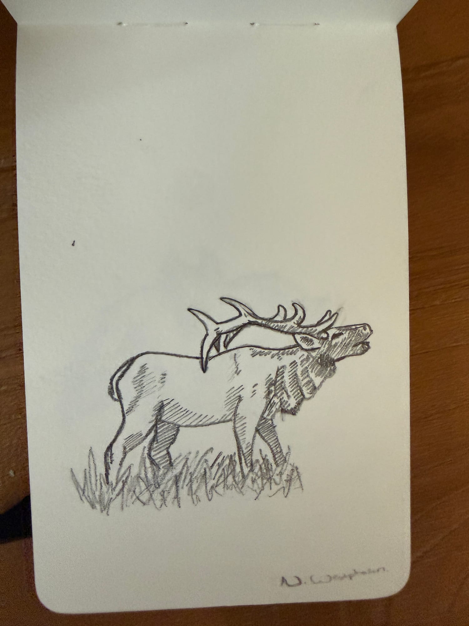 Pencil animals — sheet 28